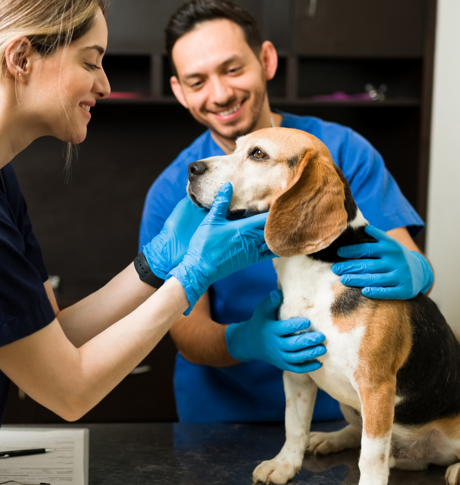 Vet examining a happy beagle at home